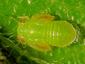 Cacopsylla peregrina